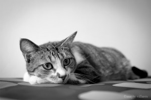 Sesiones de fotos de gatos en casa